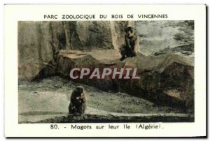 Image Zoo of Vincennes wood on their nest eggs Algeria Monkey Monkey Island