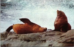 Vancouver BC Basking Northern Sea Lions Pachena Point Vintage Postcard G64