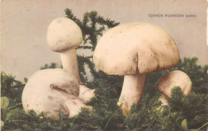 Common Mushrooms on Moss Vintage Postcard AA69810