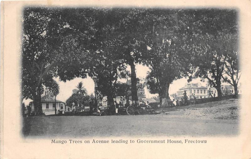 B84991 mango tree on avenue government house freetown  sierra leone