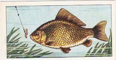 Badshah Tea Trade Card Fish &  Bait No 20 Crucian Carp