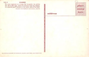 Sea Horses Fish Unused 