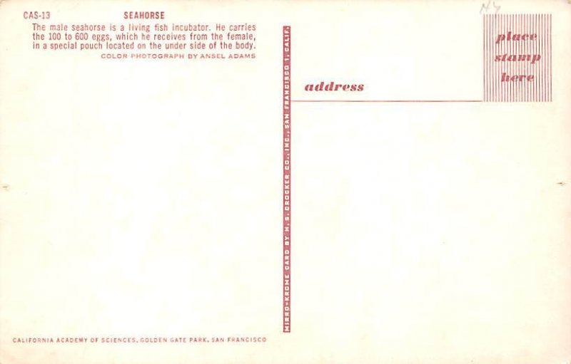 Sea Horses Fish Unused 