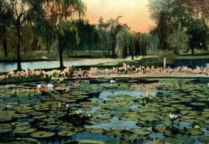 Vintage Postcard - Early 1900s - Forest Park Lily Pond - St. Louis Missouri