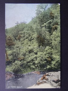 Australia A FERN GULLY Our Beautiful Bush c1904 Postcard by Harding & Billings