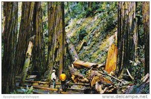 California Mill Valley Muir Woods National Monument Fallen Giant