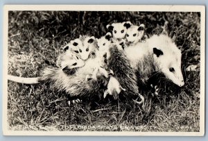 c1940's We Are Going To Florida's State University Opossum RPPC Photo Postcard