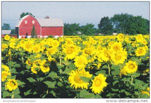 Field Of Smiling Sunflowers