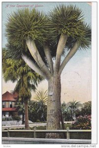 A Fine Speciman of Yucca, PU-1910