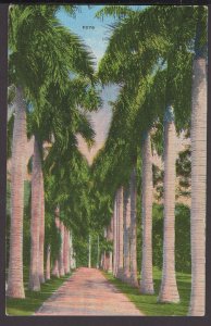 An Avenue of Royal Palms in Beautiful Florida - Linen