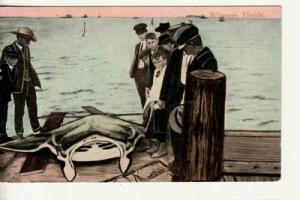 FL   WHIPOREE -- Fishing / Large STING RAY on Pier  postcard