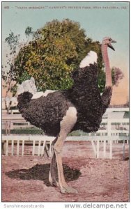 Major McKinley Cawston's Ostrich Farm Near Pasadena California