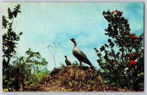 Postcard Hawaii Goose