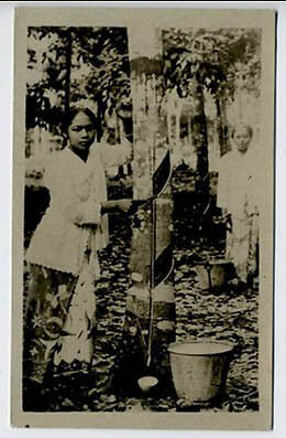 Singapore Strait Settlements China Rubber Trees RPPC Real Photo Postcard