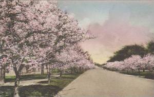 Washington Dc Potomac Park Cherry Blossoms Albertype