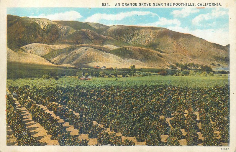 An Orange Grove near the Foothills, California scenic vintage postcard 