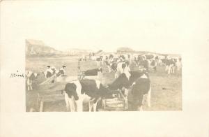 c1913 RPPC Holstein Dairy Cows Farm Family & Dog in Distance Unknown US