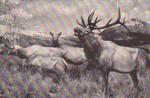 American Wapiti American Museum Of Natural History New York City