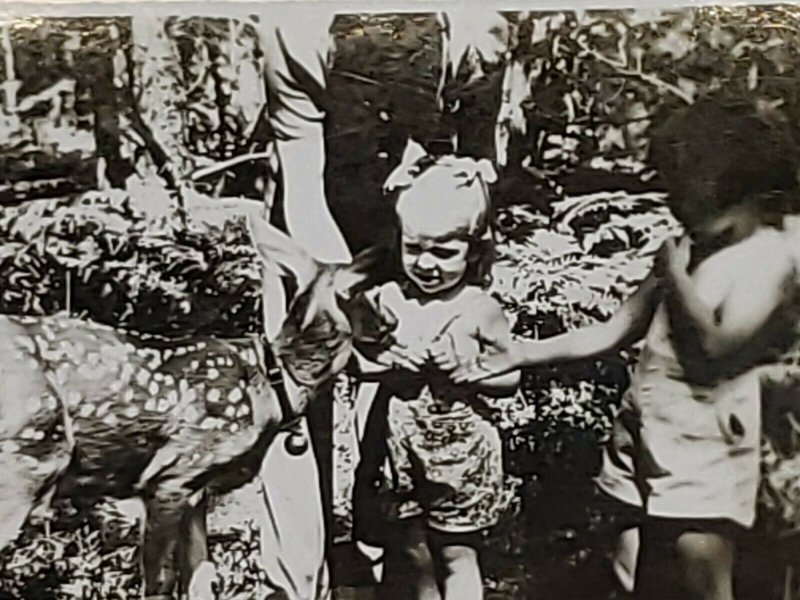 Vintage Postcard Just 3 Dears Grayling Michigan RPPC children with fawn deer 652