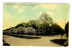 NY - Rochester. Oxford Street, Magnolias in Bloom