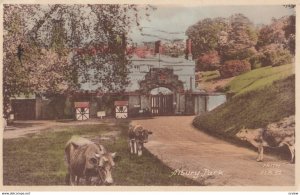 Cows ; Albury Park , UK , 1959