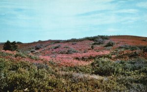 Nantucket Massachusetts, Autumn on the Moors, Green Grass, Vintage Postcard