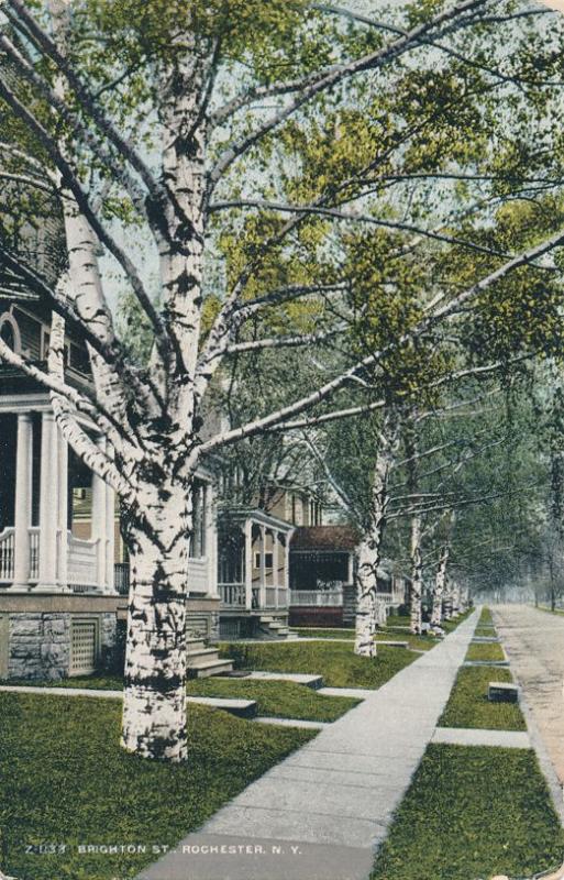 Birch Trees on Brighton Street, Rochester, New York - DB