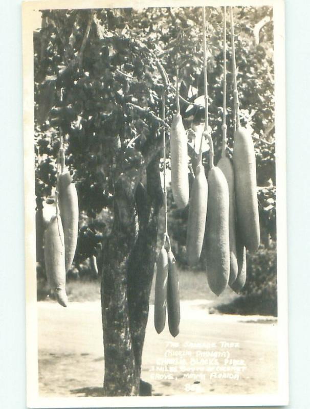 1940's rppc SAUSAGE TREE Miami Florida FL i7100