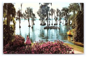 Lake Eloise Cypress Gardens Florida Postcard Cypress Trees Spanish Moss