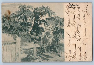 Bermuda Postcard View of Fence and Pawpaw Tree with Fruit 1903 Posted Antique
