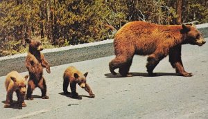 Black Bears Mother Bear Cubs Street Crossing Postcard Posted 1985