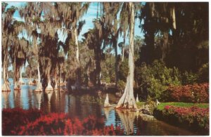 Cypress Trees, Lake Eloise, Cypress Gardens, Florida, Vintage Chrome Postcard