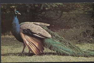 Animals Postcard - Birds - Indian Blue Peacock, Birdworld, Holt Pound  RS3610