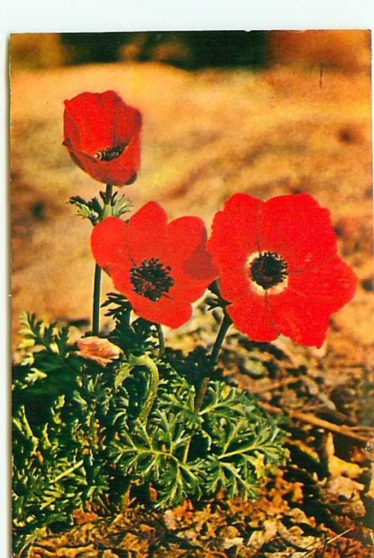  Postcard Israel Flowers Anemone Desert Protected Wild Pl  Free Shipping  #2576A