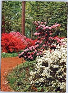postcard Azaleas and Rhodendron at The Gardens of Winterthur