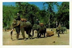CPM AK THAILAND Elephants working in the forest, Chiengmai. (345200)