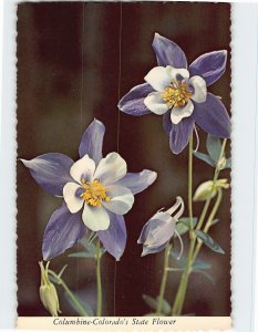 Postcard Columbine-Colorado's State Flower, Colorado