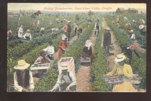 HOOD RIVER VALLEY OREGON PICKING STRAWBERRIES FARM FARMING OLD POSTCARD