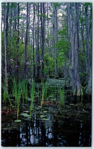 M-98196 Wild Flags & Cypress Trees Okefenokee Swamp Park Waycross Georgia