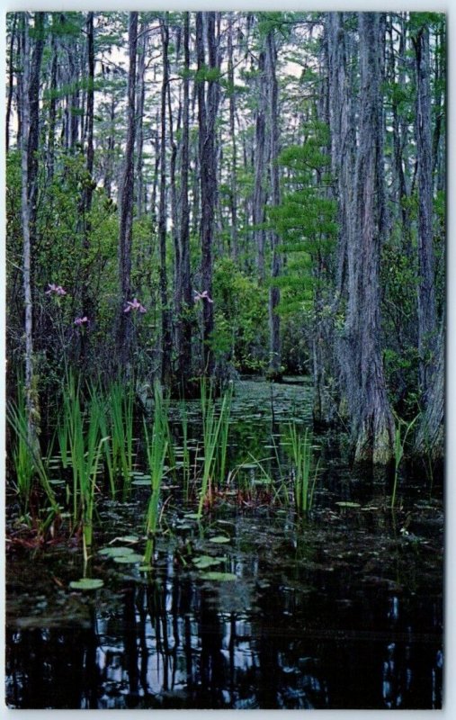 M-98196 Wild Flags & Cypress Trees Okefenokee Swamp Park Waycross Georgia