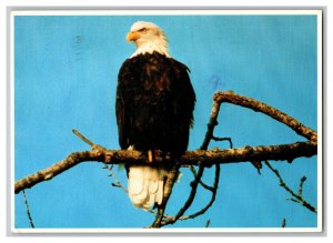 c1981 Postcard  Bald Eagle National Emblem United States Continental View Card