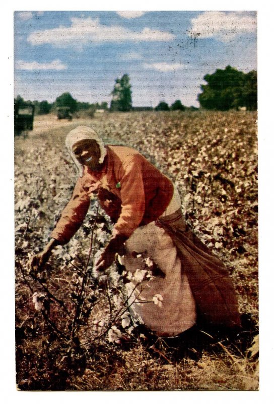 Carolina Cotton Picker