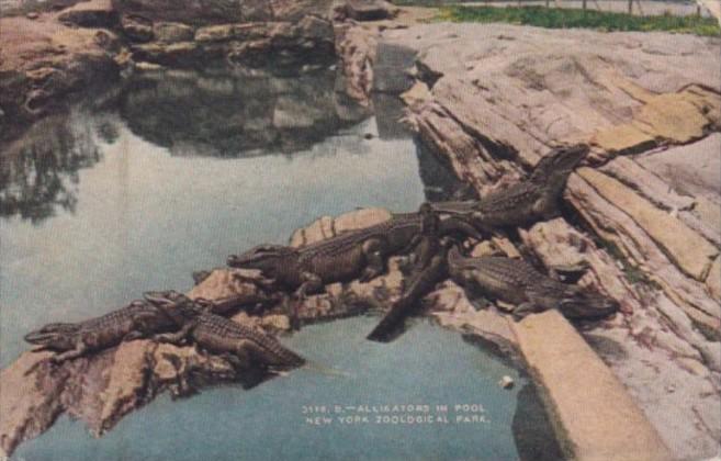 Alligators In Pool New York Zoological Park