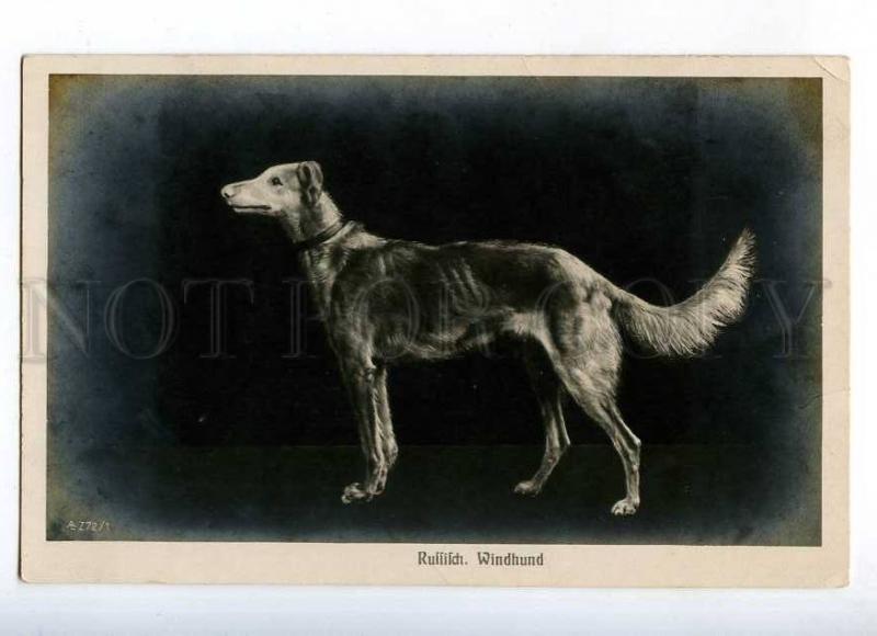 231905 Russian Hound BORZOI Greyhound Vintage photo postcard