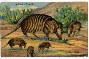 Armadillos