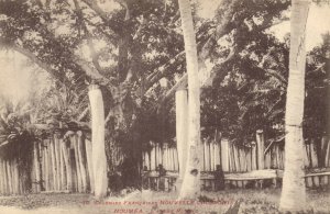 PC CPA NEW CALEDONIA, PACIFIC, NOUMÉA, L'ARBRE PORCHE, Postcard (b19304)