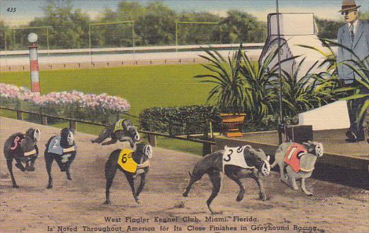 Greyhound Racing At West Flagler Kennel Club Miami Florida