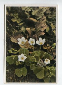 427942 Flower Oxalis Acetosella Vintage Sammelwerk Tobacco Card w/ ADVERTISING