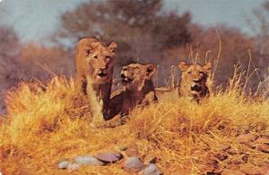 BR100627 tour rhodesia and nyasaland africa  group of lion