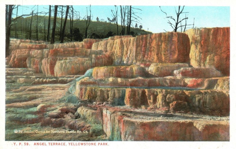 Vintage Postcard Angel Terrace Mammoth Hot Springs Yellowstone Park Wyoming WY